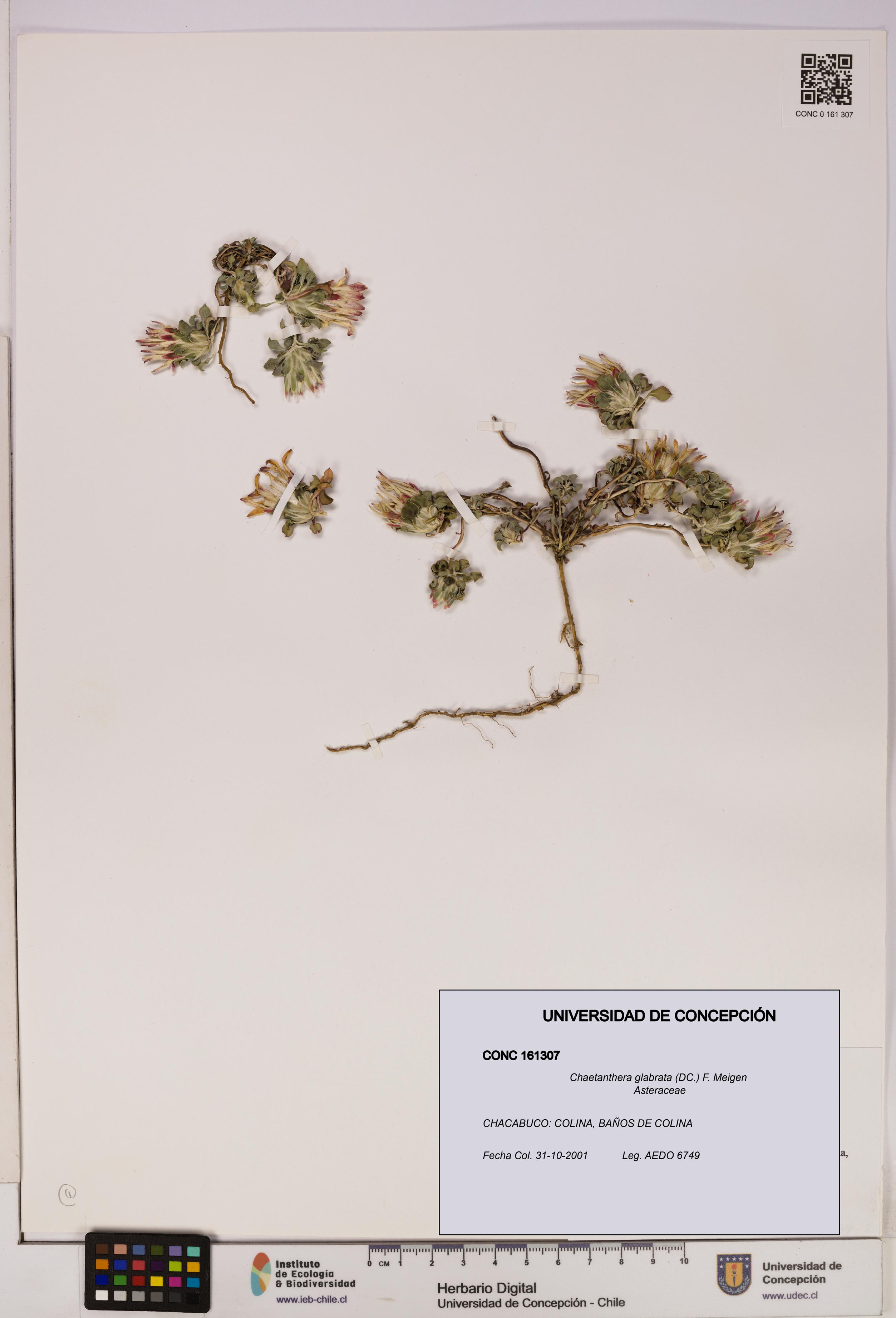 Chaetanthera glabrata [Espécimen: UDEC:CONC:0161307]