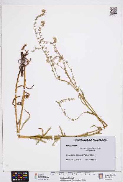 Amsinckia calycina [Espécimen: ]