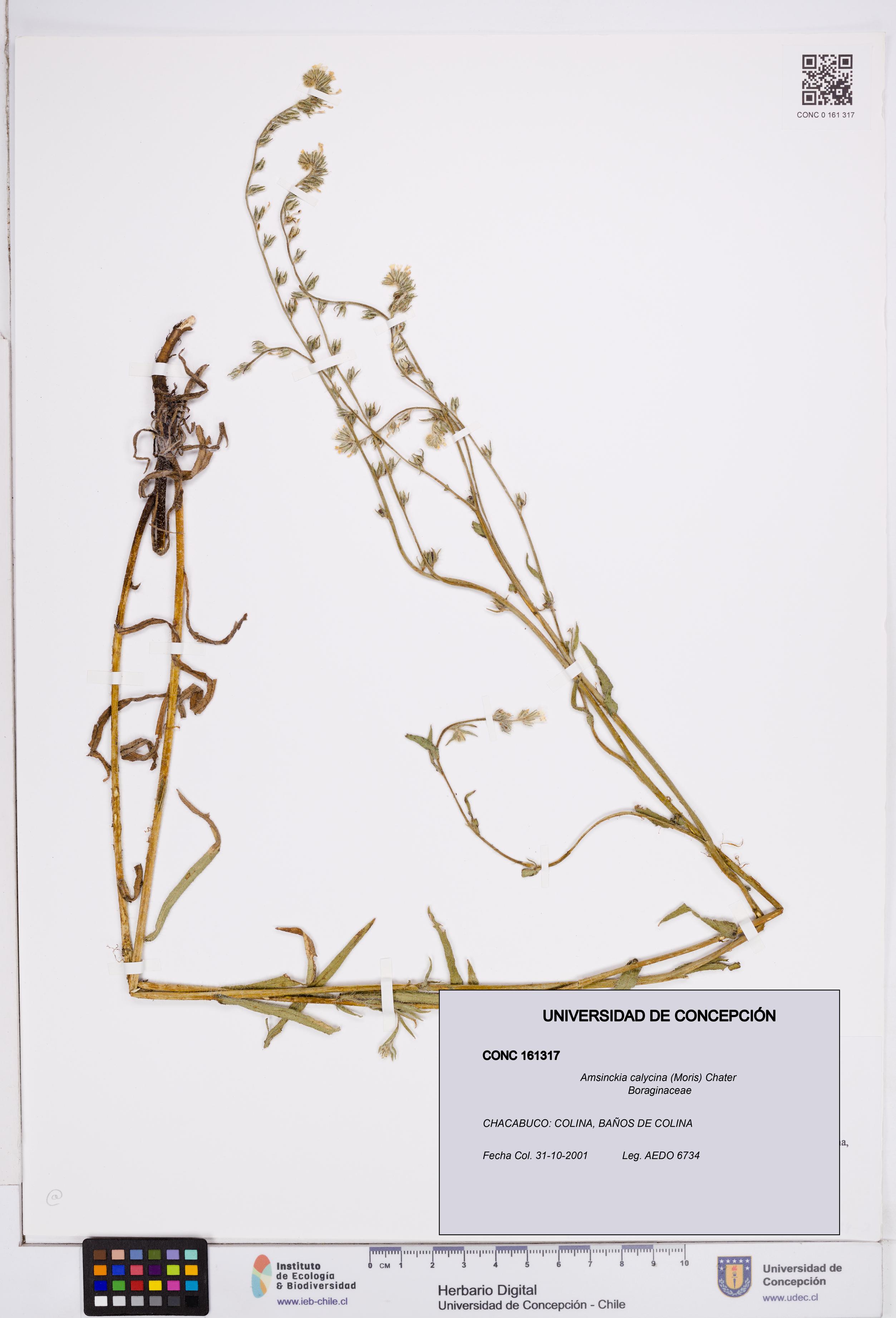 Amsinckia calycina [Espécimen: ]