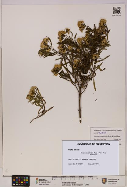 Baccharis salicifolia [Espécimen: UDEC:CONC:0161323]