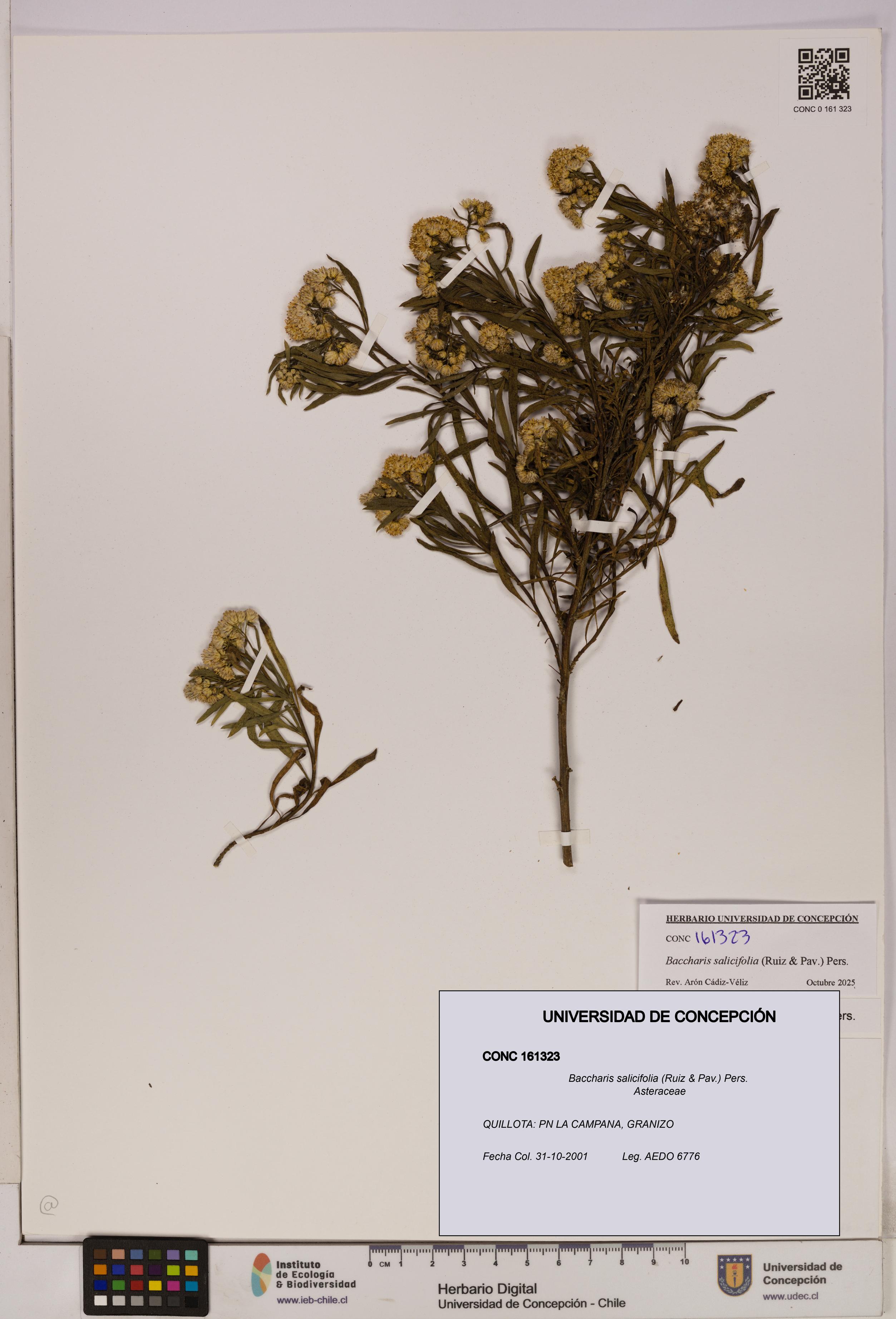 Baccharis salicifolia [Espécimen: UDEC:CONC:0161323]