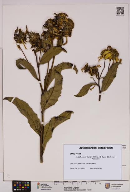 Austroflourensia thurifera [Espécimen: UDEC:CONC:0161330]