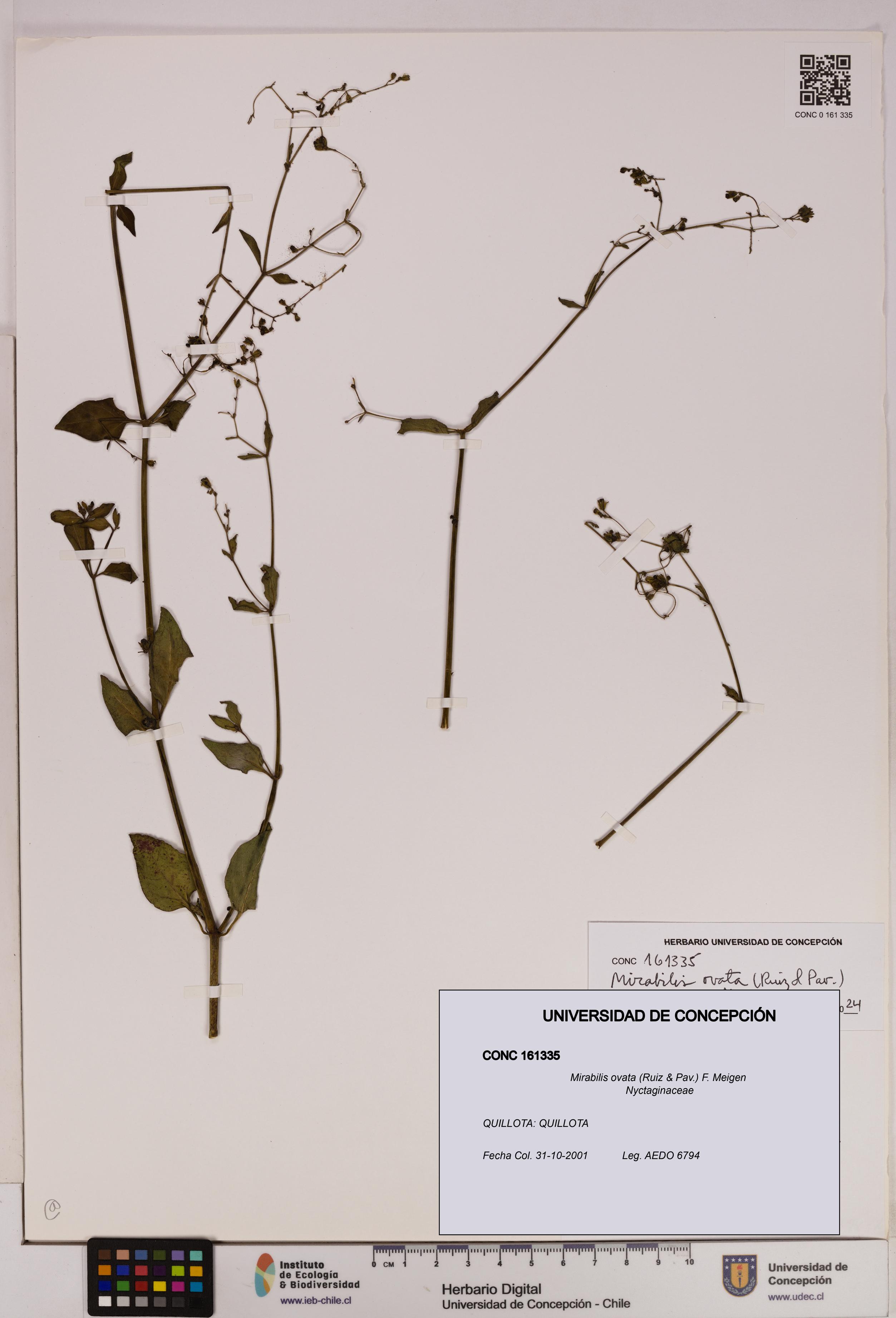 Mirabilis ovata [Espécimen: UDEC:CONC:0161335]