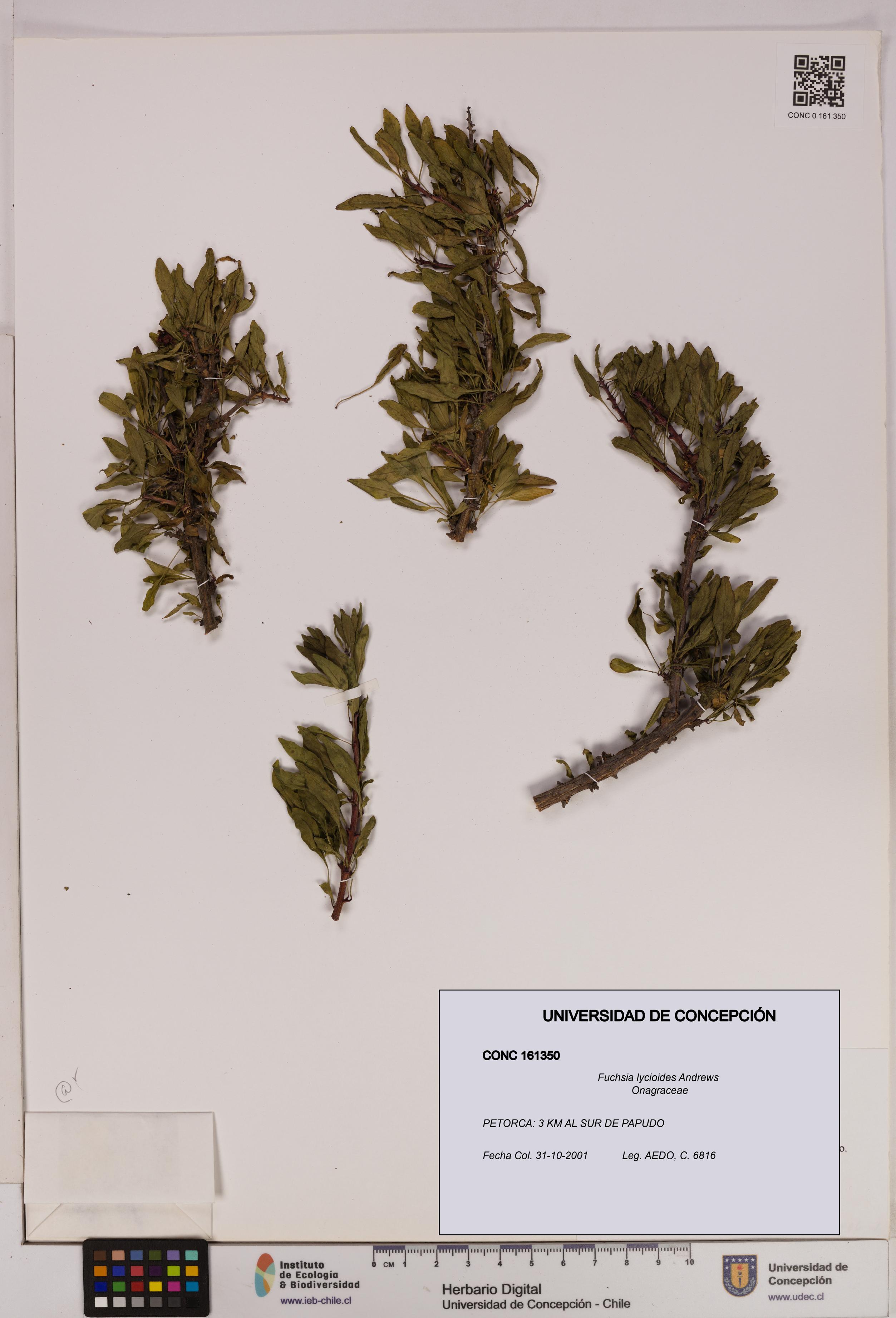 Fuchsia lycioides [Espécimen: UDEC:CONC:0161350]