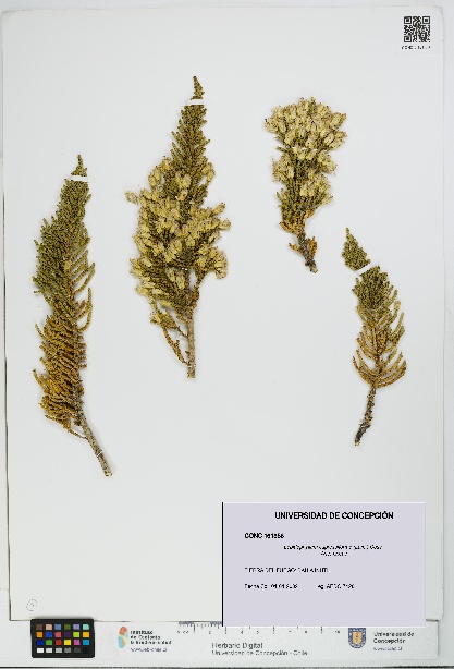 Lepidophyllum cupressiforme [Espécimen: UDEC:CONC:0161356]