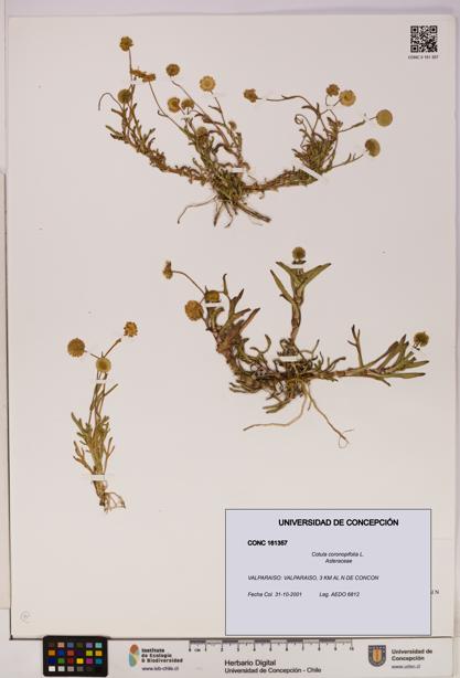Cotula coronopifolia [Espécimen: UDEC:CONC:0161357]