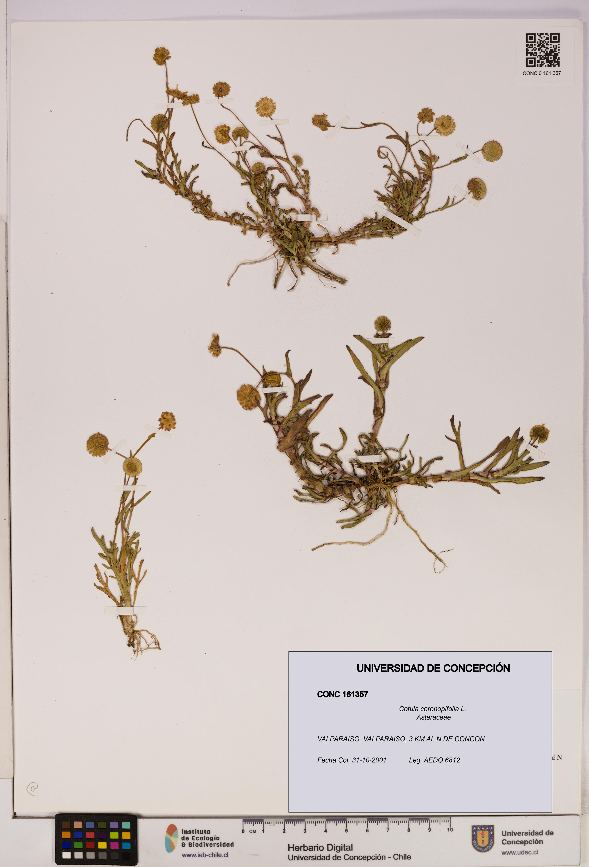 Cotula coronopifolia [Espécimen: UDEC:CONC:0161357]