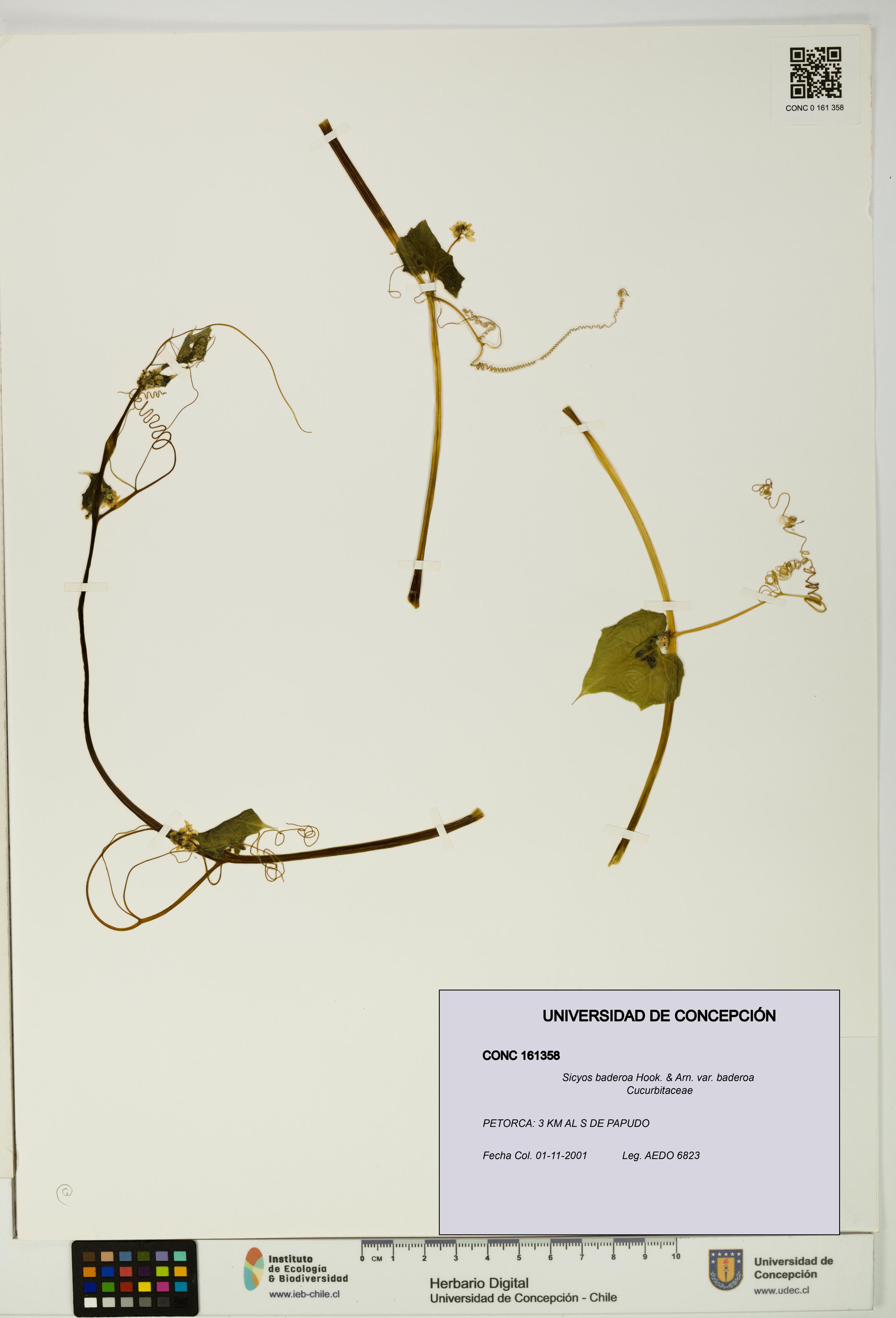 Sicyos baderoa var. baderoa [Espécimen: UDEC:CONC:0161358]