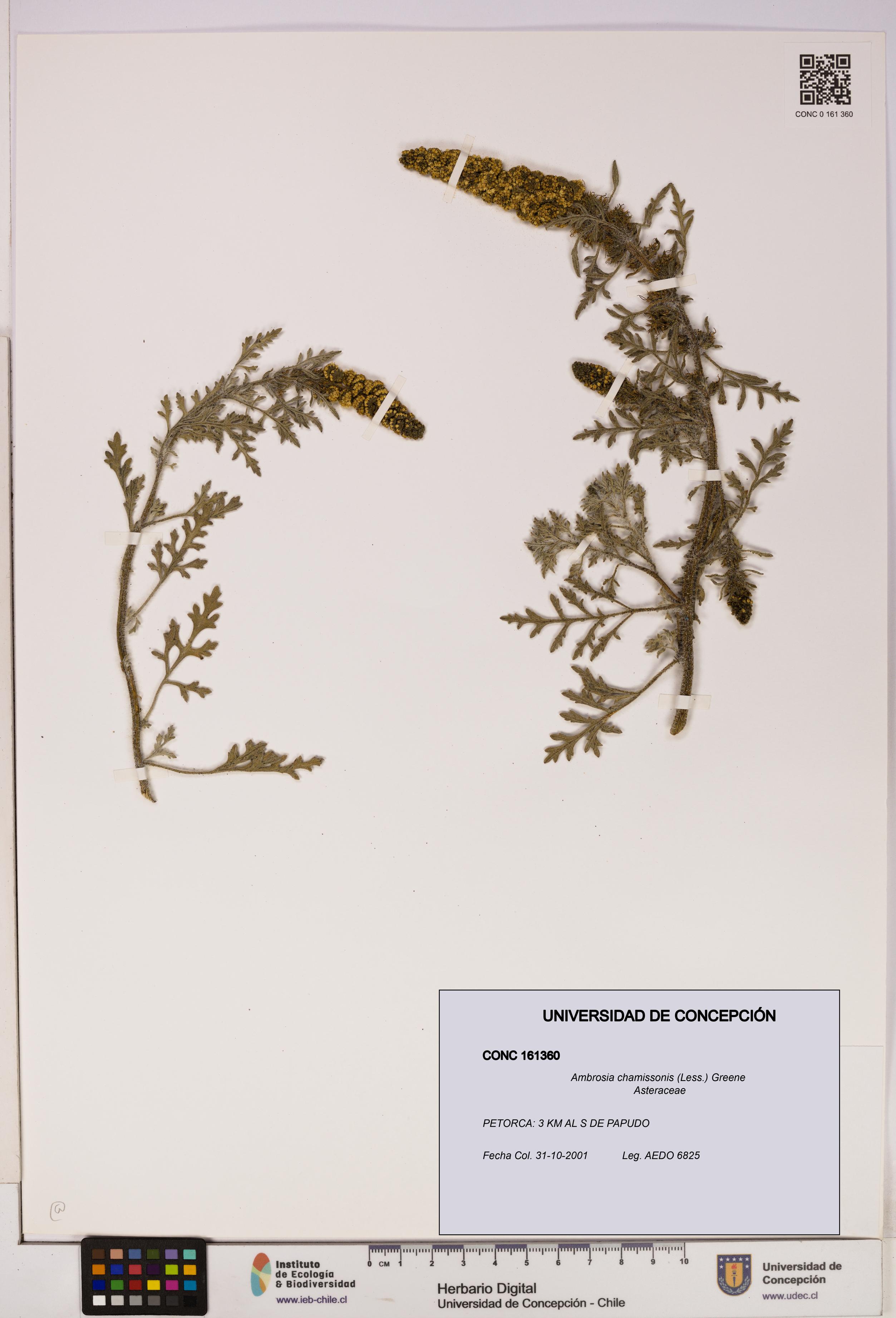 Ambrosia chamissonis [Espécimen: UDEC:CONC:0161360]