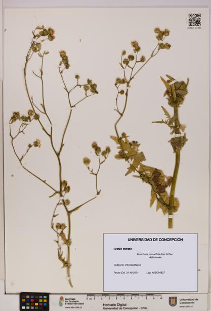Moscharia pinnatifida [Espécimen: UDEC:CONC:0161361]