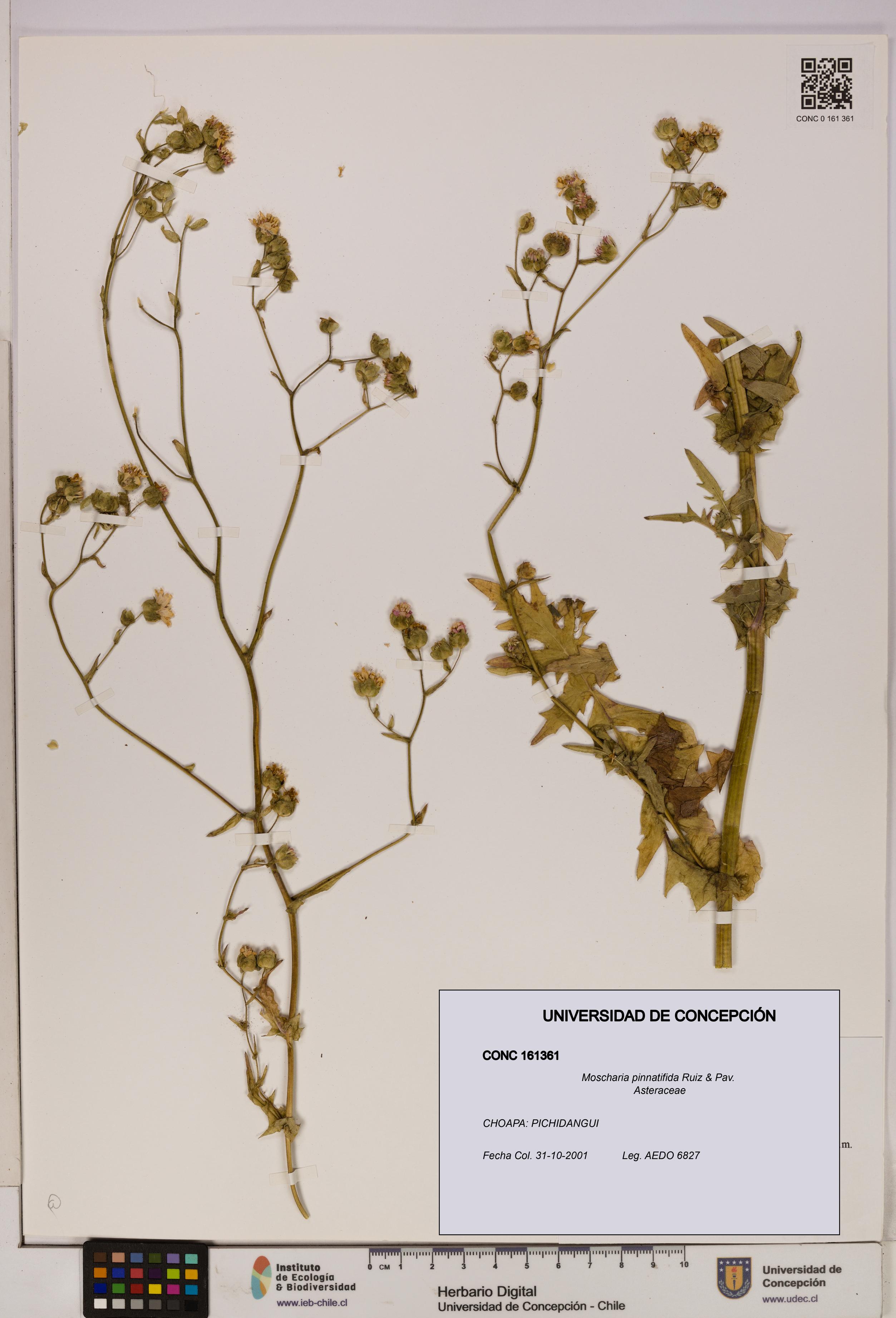 Moscharia pinnatifida [Espécimen: UDEC:CONC:0161361]