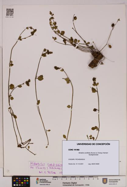 Mirabilis cordifolia [Espécimen: UDEC:CONC:0161362]