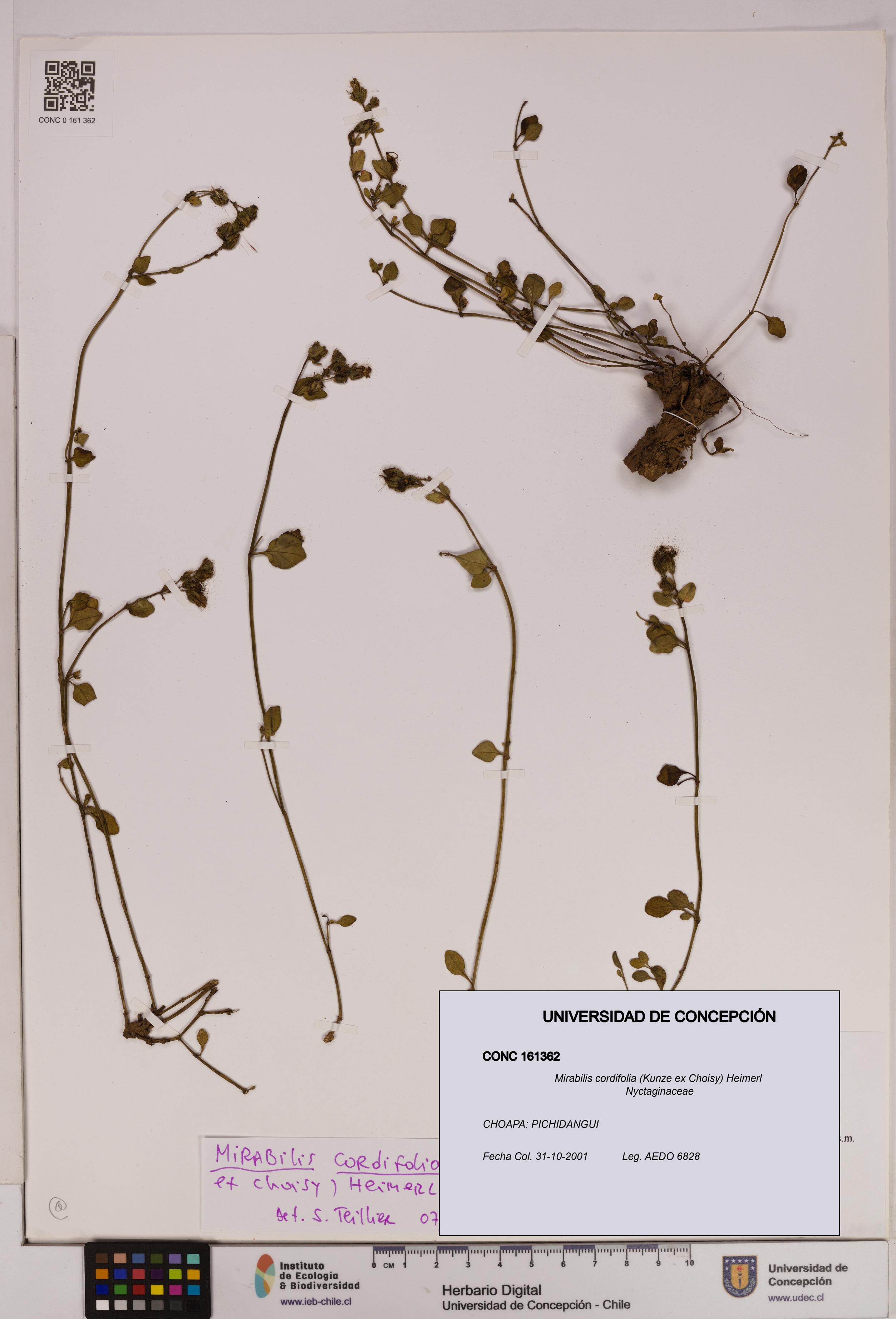 Mirabilis cordifolia [Espécimen: UDEC:CONC:0161362]