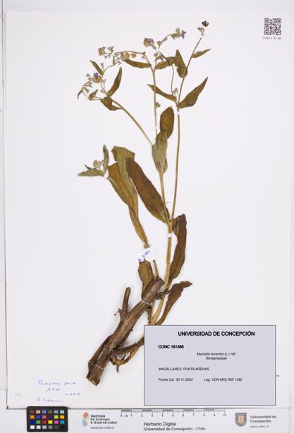 Myosotis arvensis [Espécimen: ]