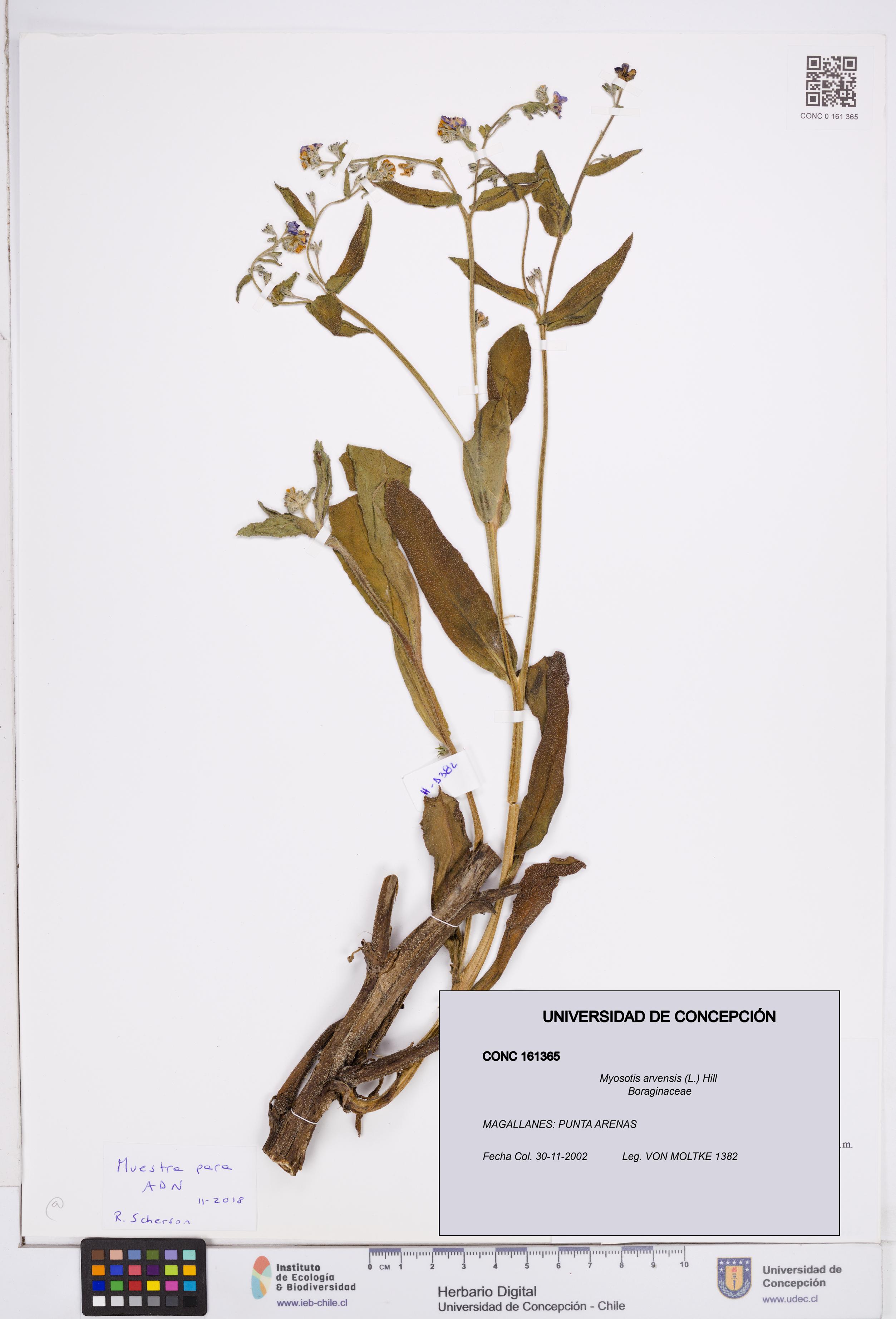 Myosotis arvensis [Espécimen: ]