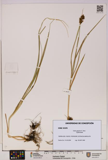Carex gayana [Espécimen: UDEC:CONC:0161370]