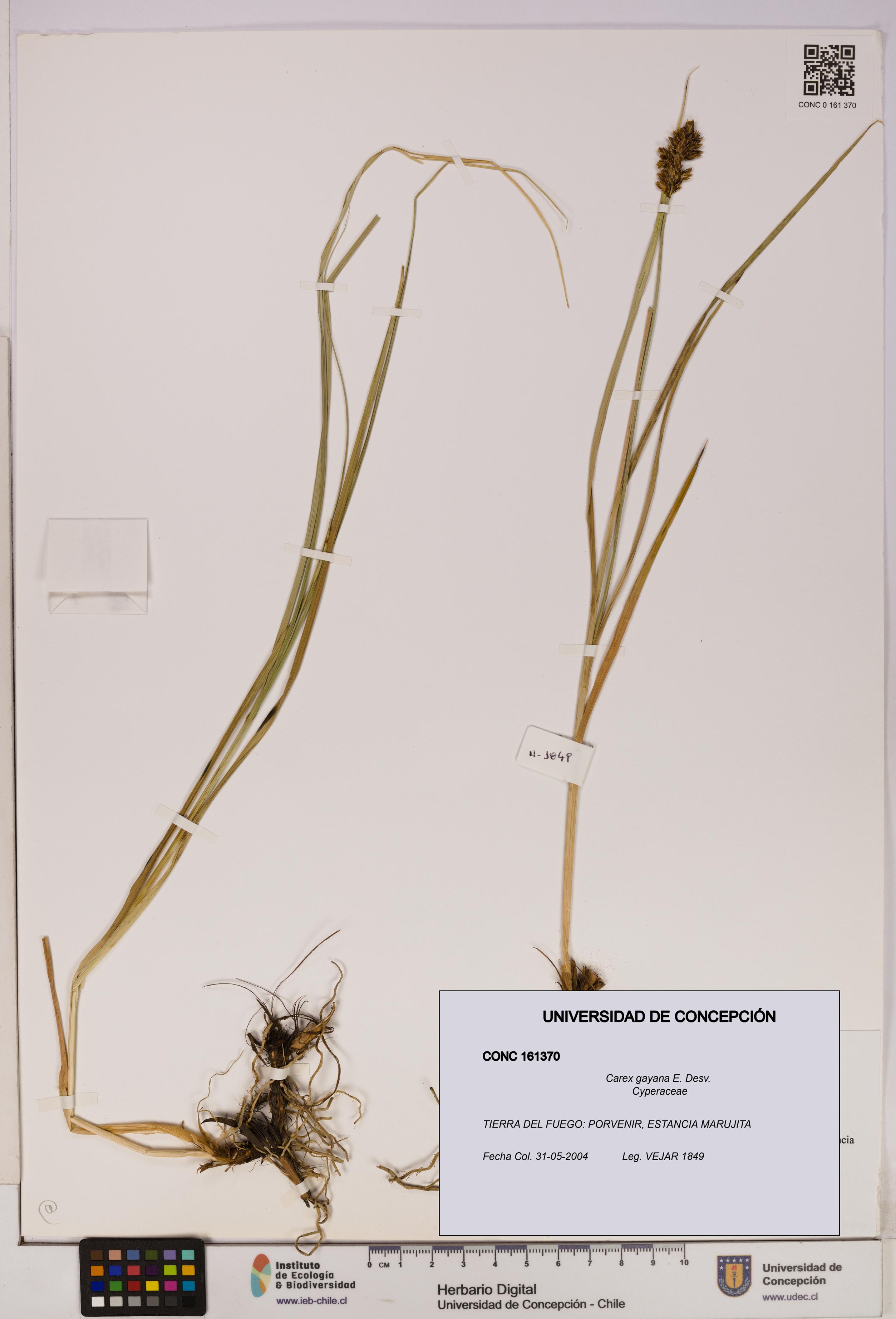 Carex gayana [Espécimen: UDEC:CONC:0161370]