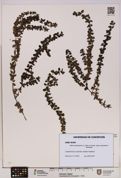 Galium hypocarpium subsp. hypocarpium [Espécimen: UDEC:CONC:0161375]