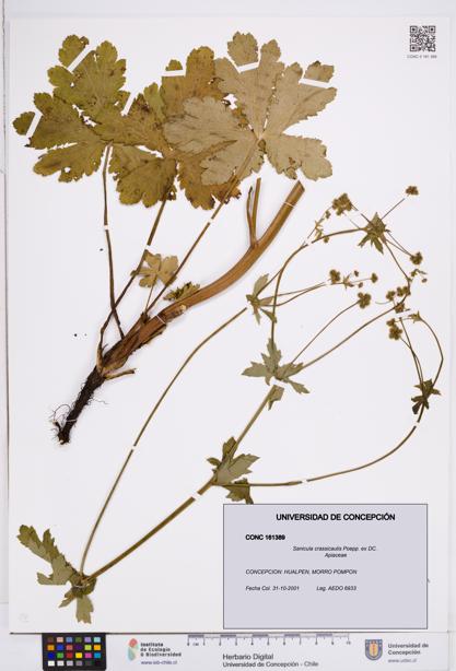 Sanicula crassicaulis [Espécimen: ]