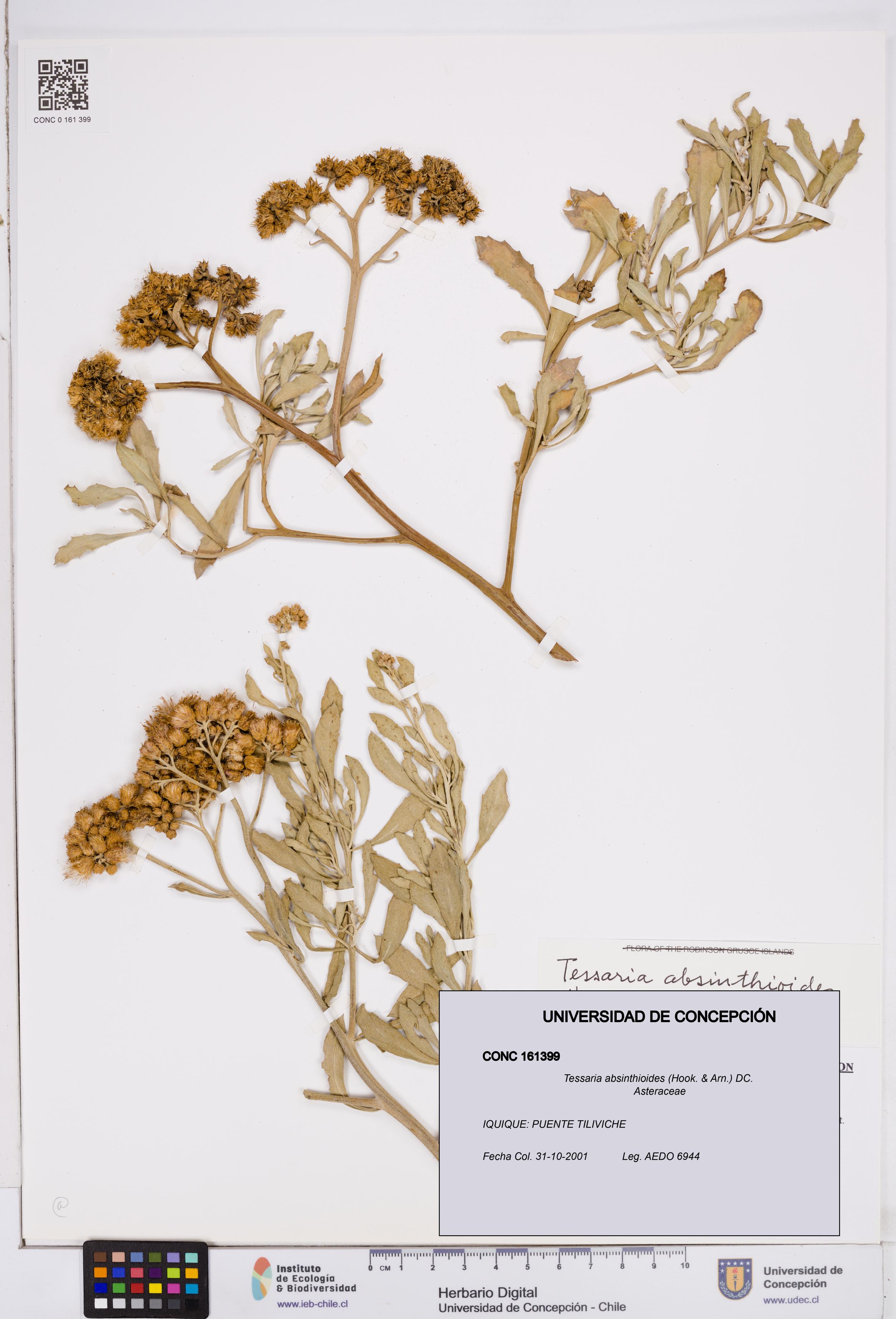 Tessaria absinthioides [Espécimen: ]