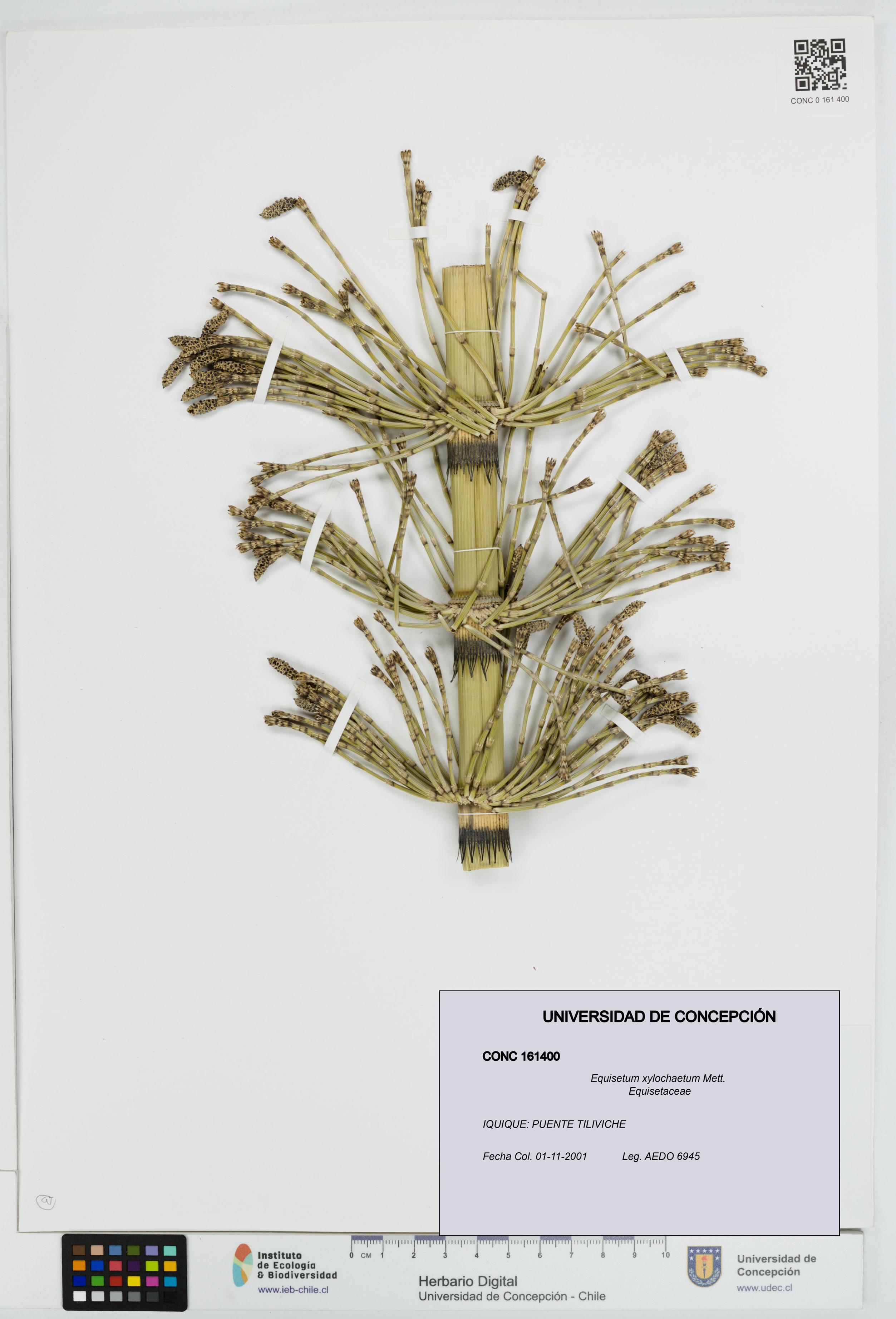 Equisetum xylochaetum [Espécimen: UDEC:CONC:0161400]