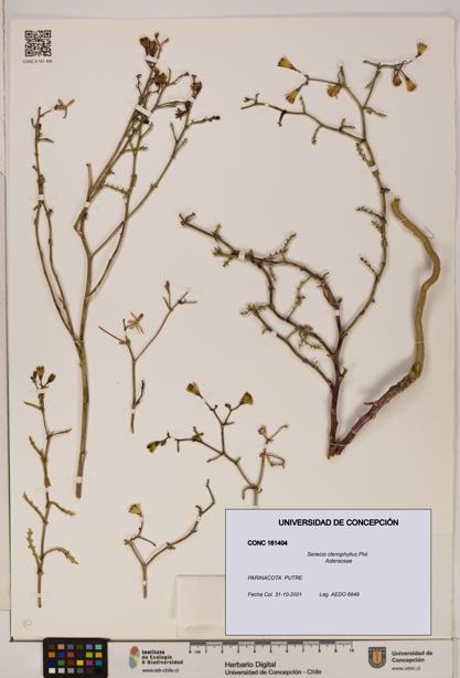 Senecio ctenophyllus [Espécimen: UDEC:CONC:0161404]