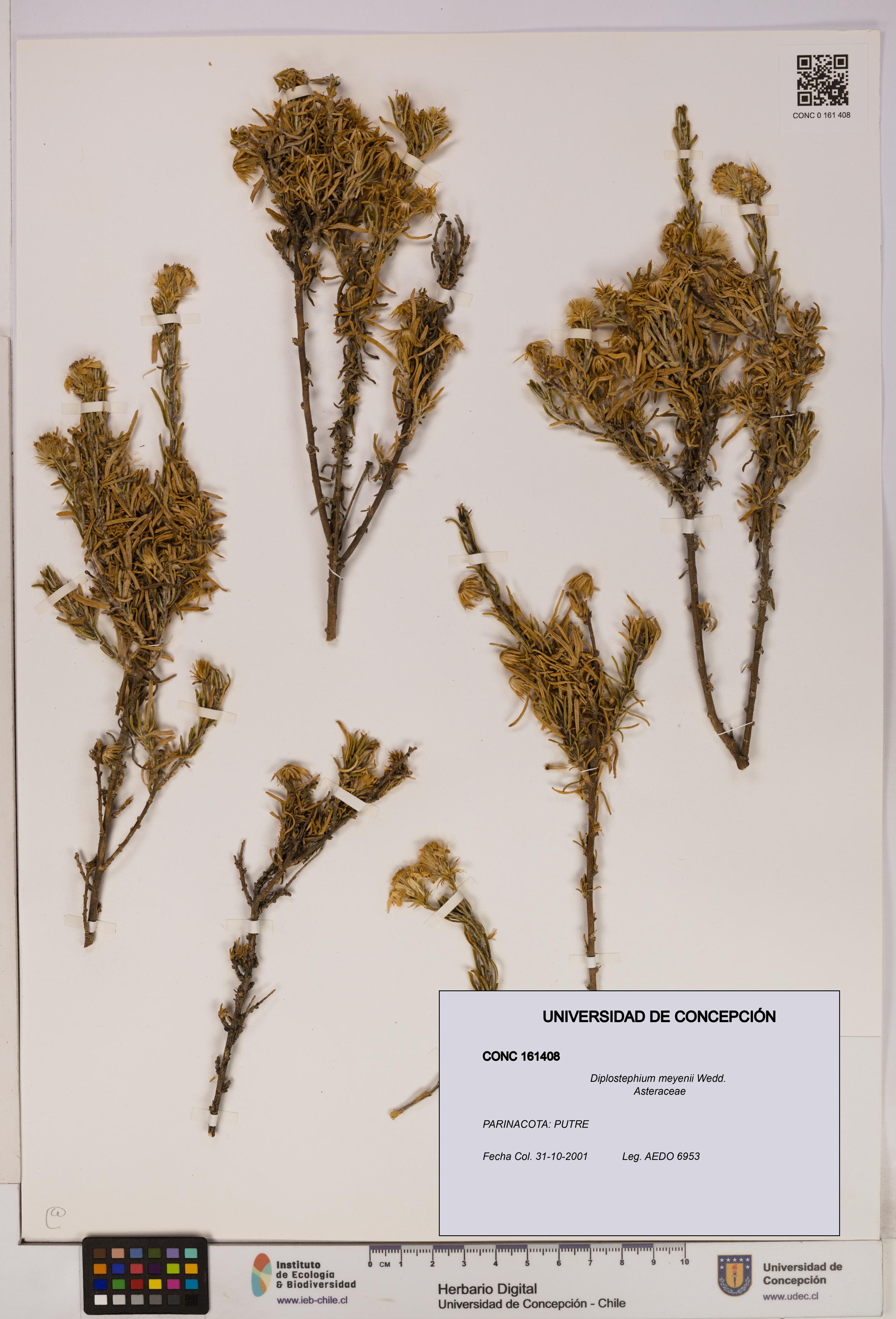 Diplostephium meyenii [Espécimen: UDEC:CONC:0161408]
