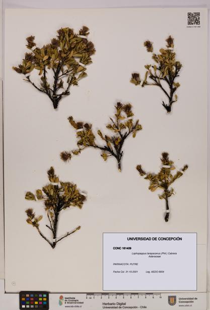 Lophopappus tarapacanus [Espécimen: UDEC:CONC:0161409]