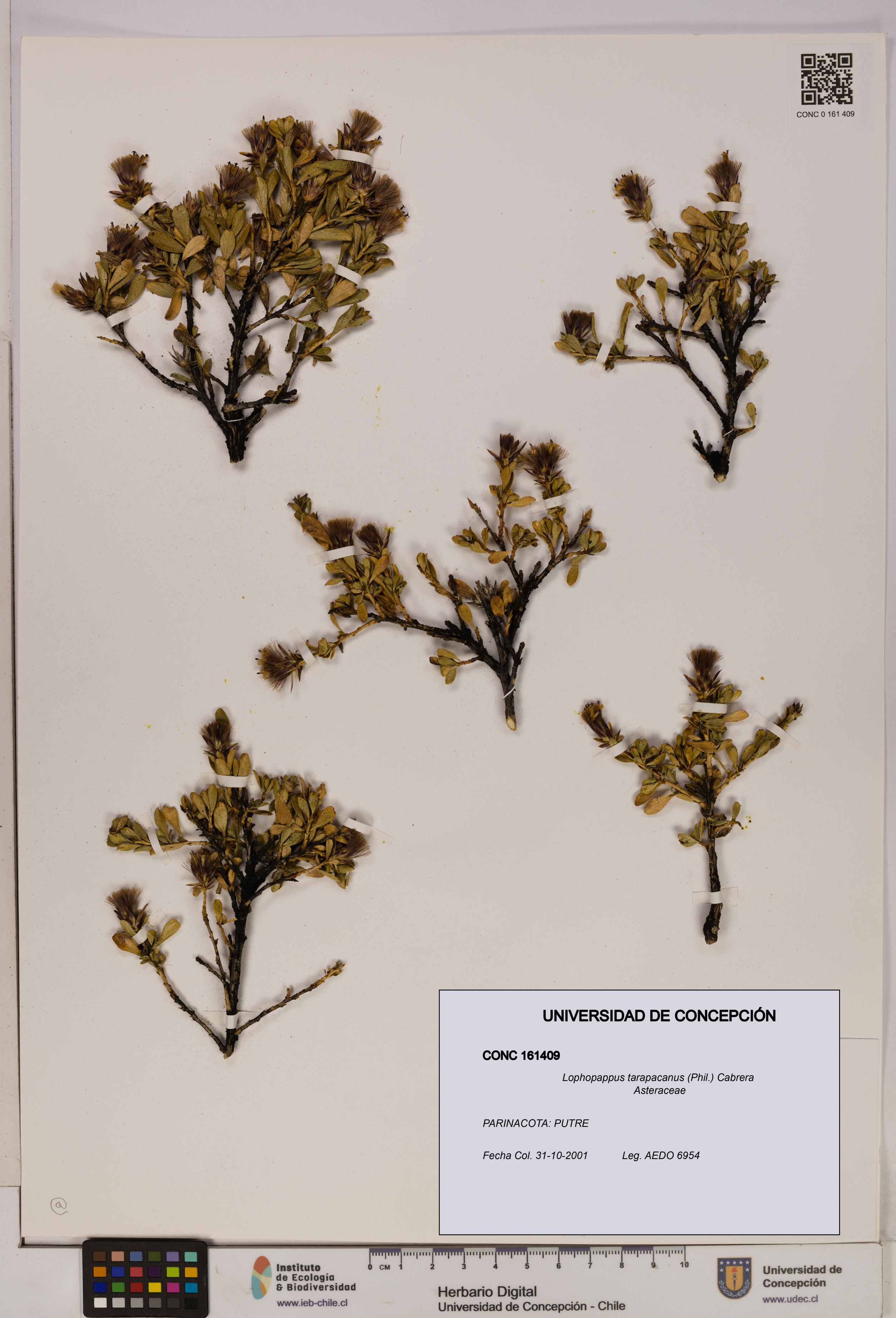Lophopappus tarapacanus [Espécimen: UDEC:CONC:0161409]