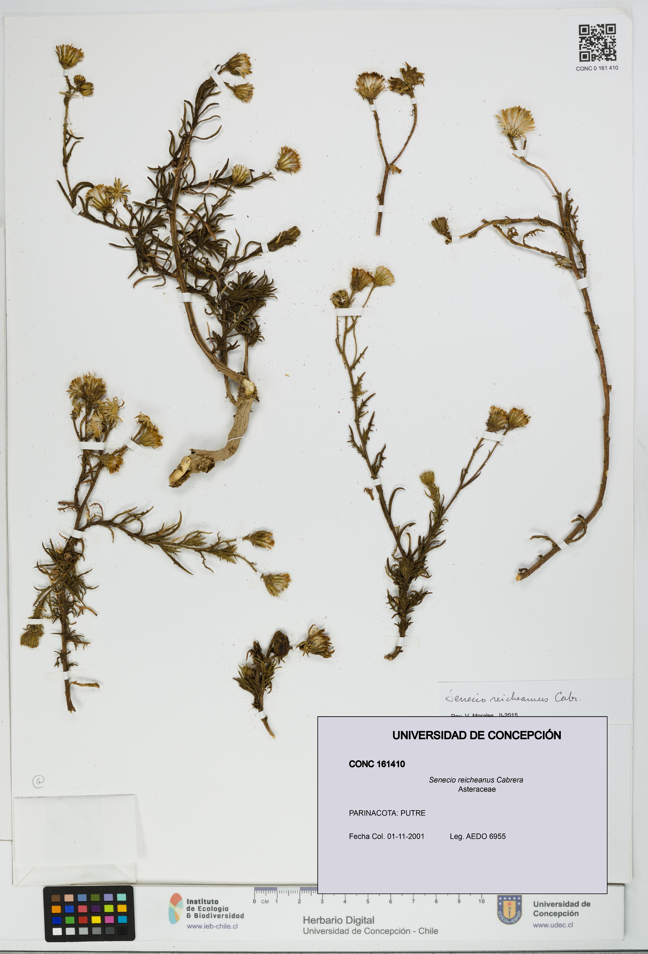 Senecio reicheanus [Espécimen: UDEC:CONC:0161410]