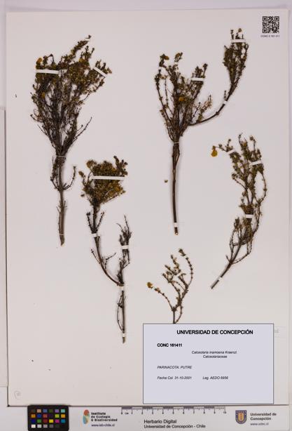 Calceolaria inamoena [Espécimen: UDEC:CONC:0161411]