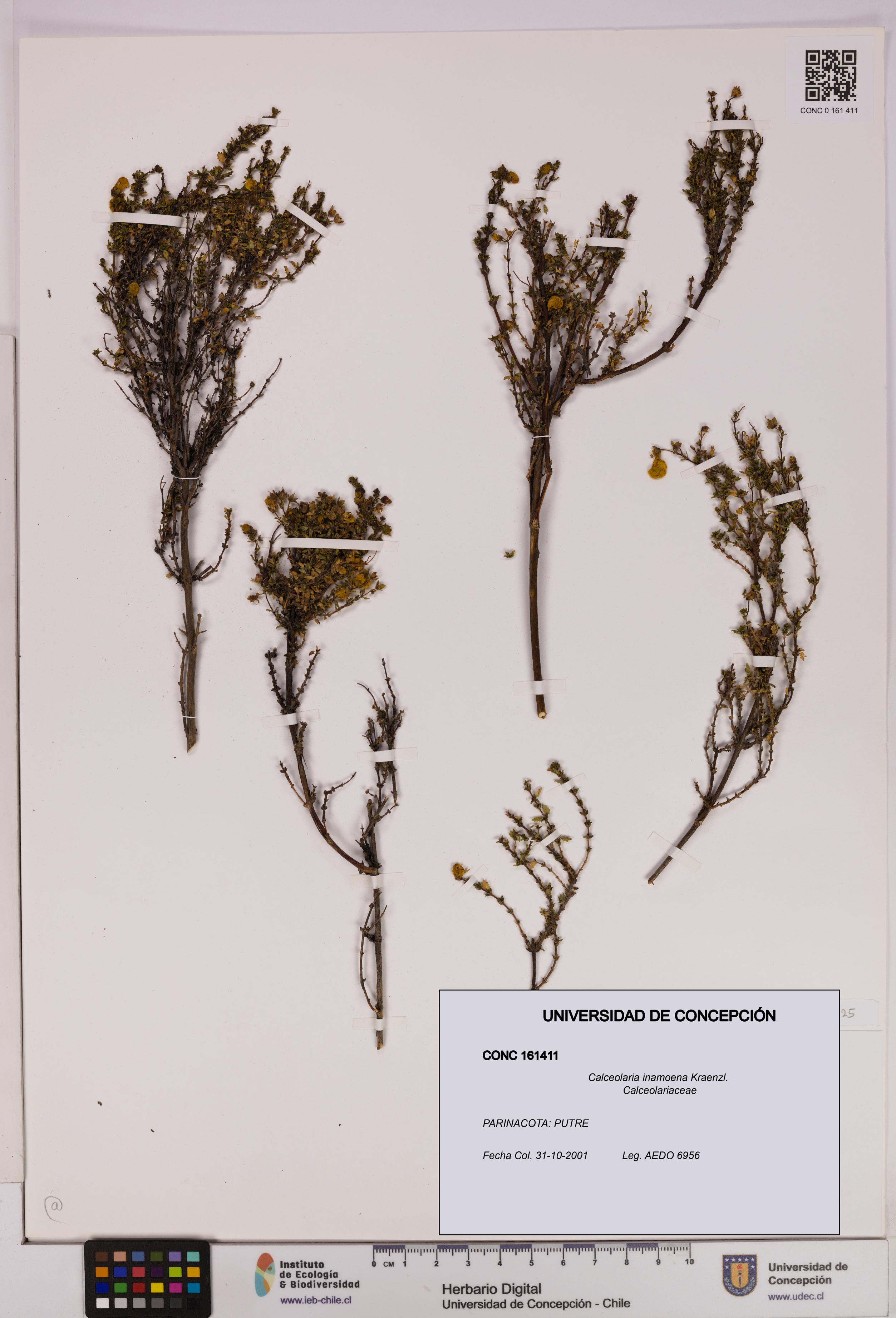 Calceolaria inamoena [Espécimen: UDEC:CONC:0161411]