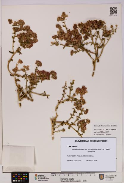 Silvaea celosioides var. altiplanica [Espécimen: UDEC:CONC:0161431]