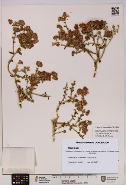 Philippiamra celosioides [Espécimen: ]
