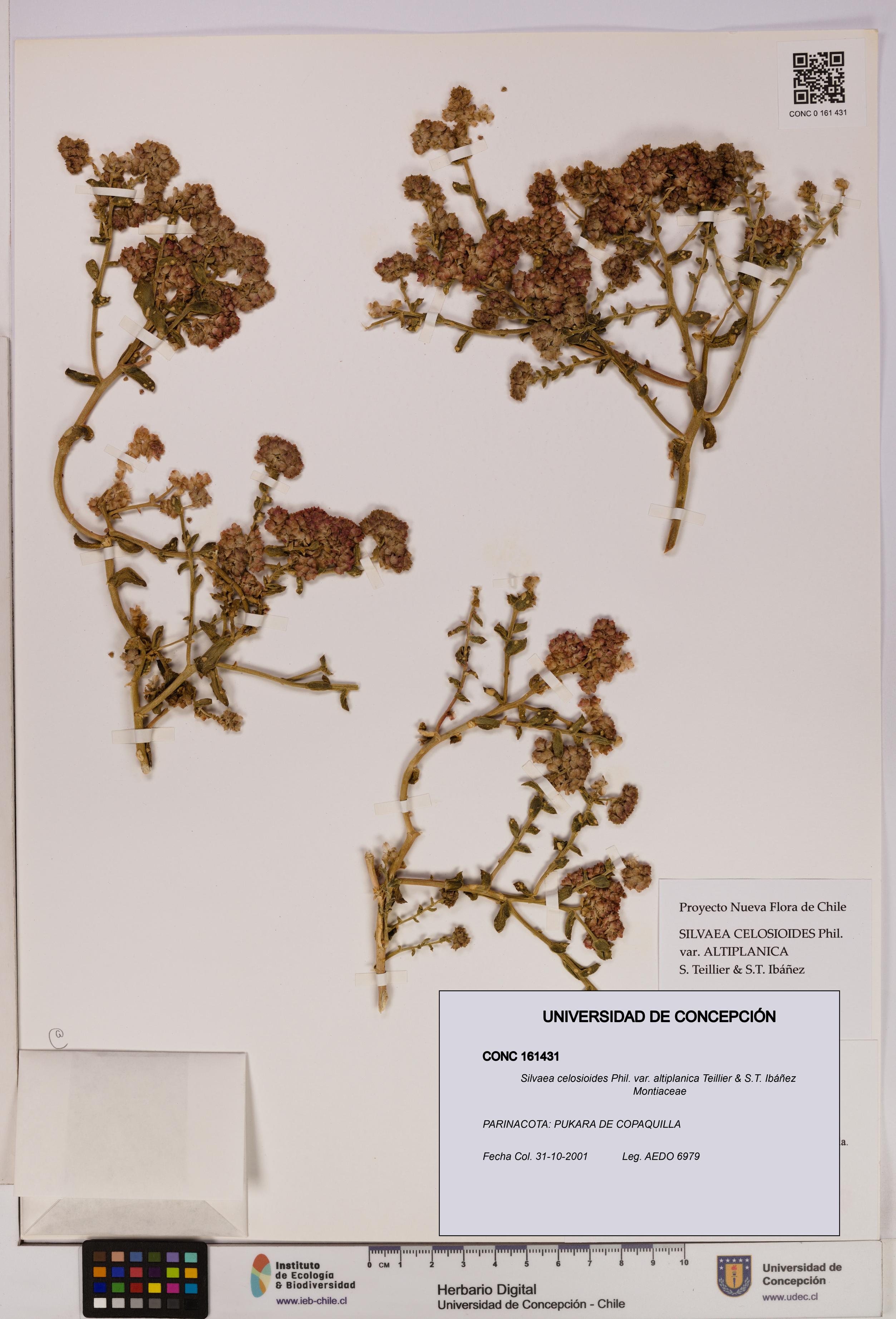 Silvaea celosioides var. altiplanica [Espécimen: UDEC:CONC:0161431]