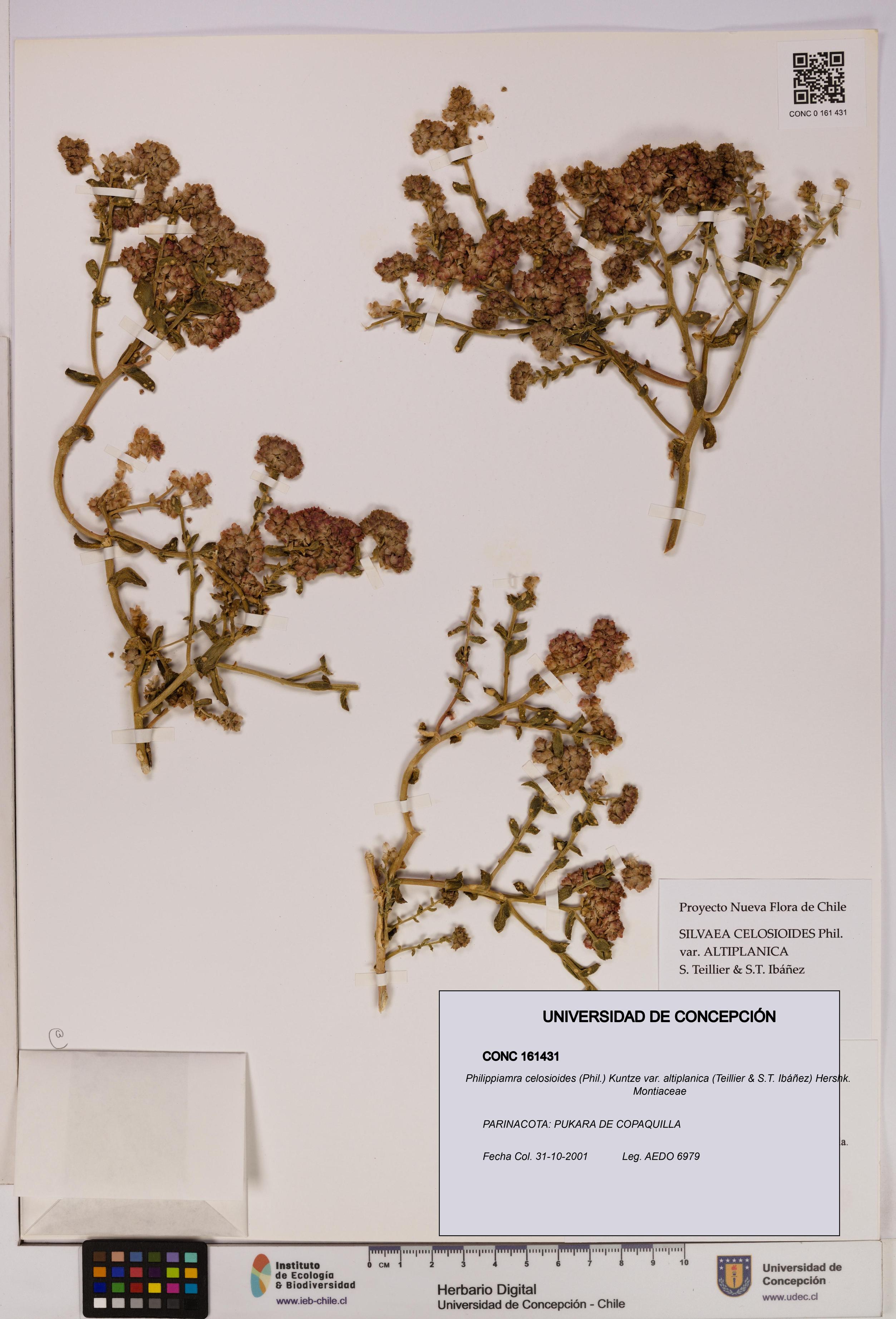 Philippiamra celosioides [Espécimen: ]