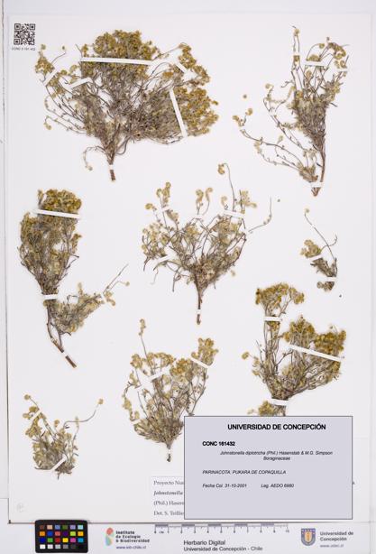 Johnstonella diplotricha [Espécimen: ]