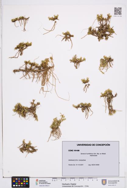 Senecio humillimus [Espécimen: ]