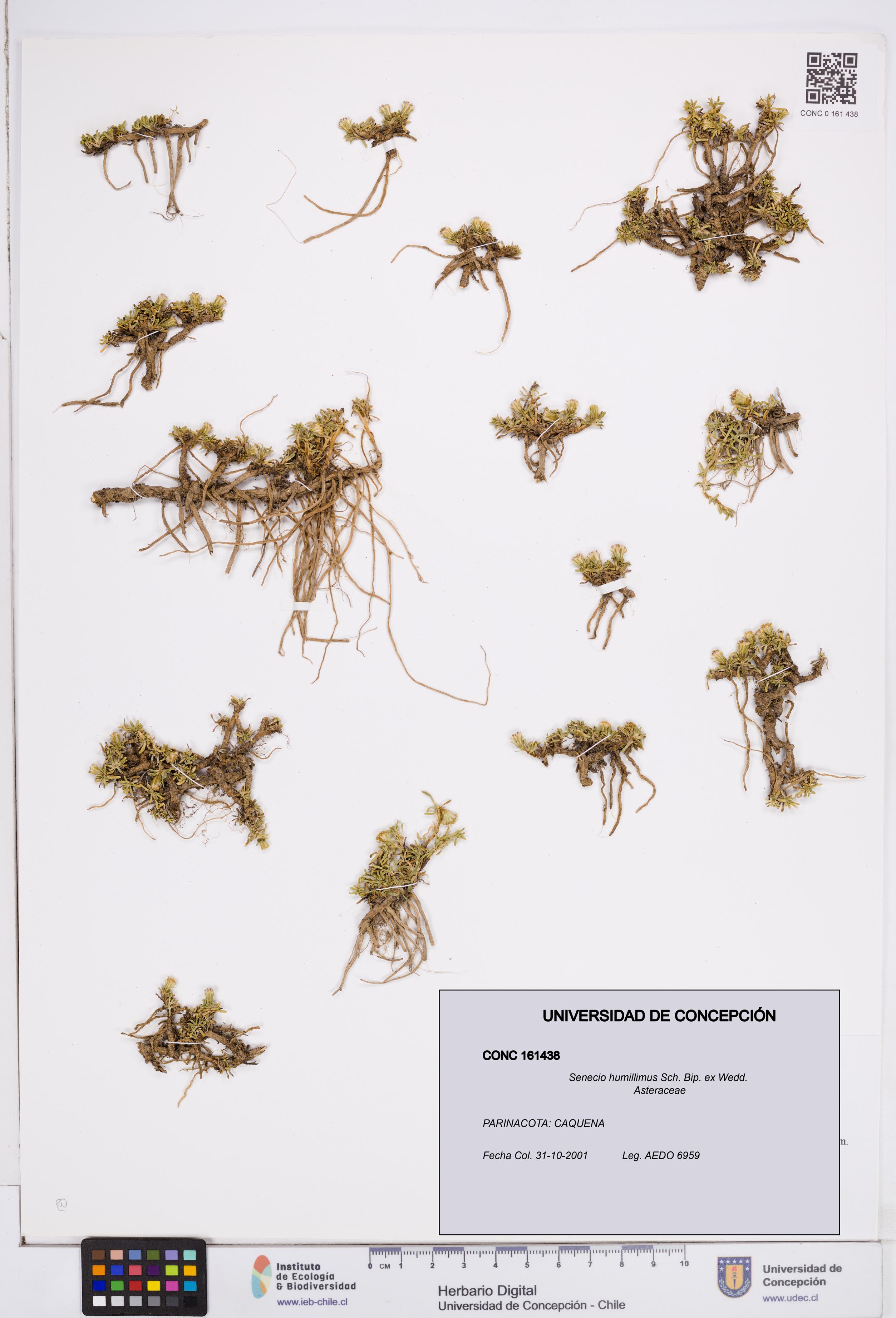 Senecio humillimus [Espécimen: ]