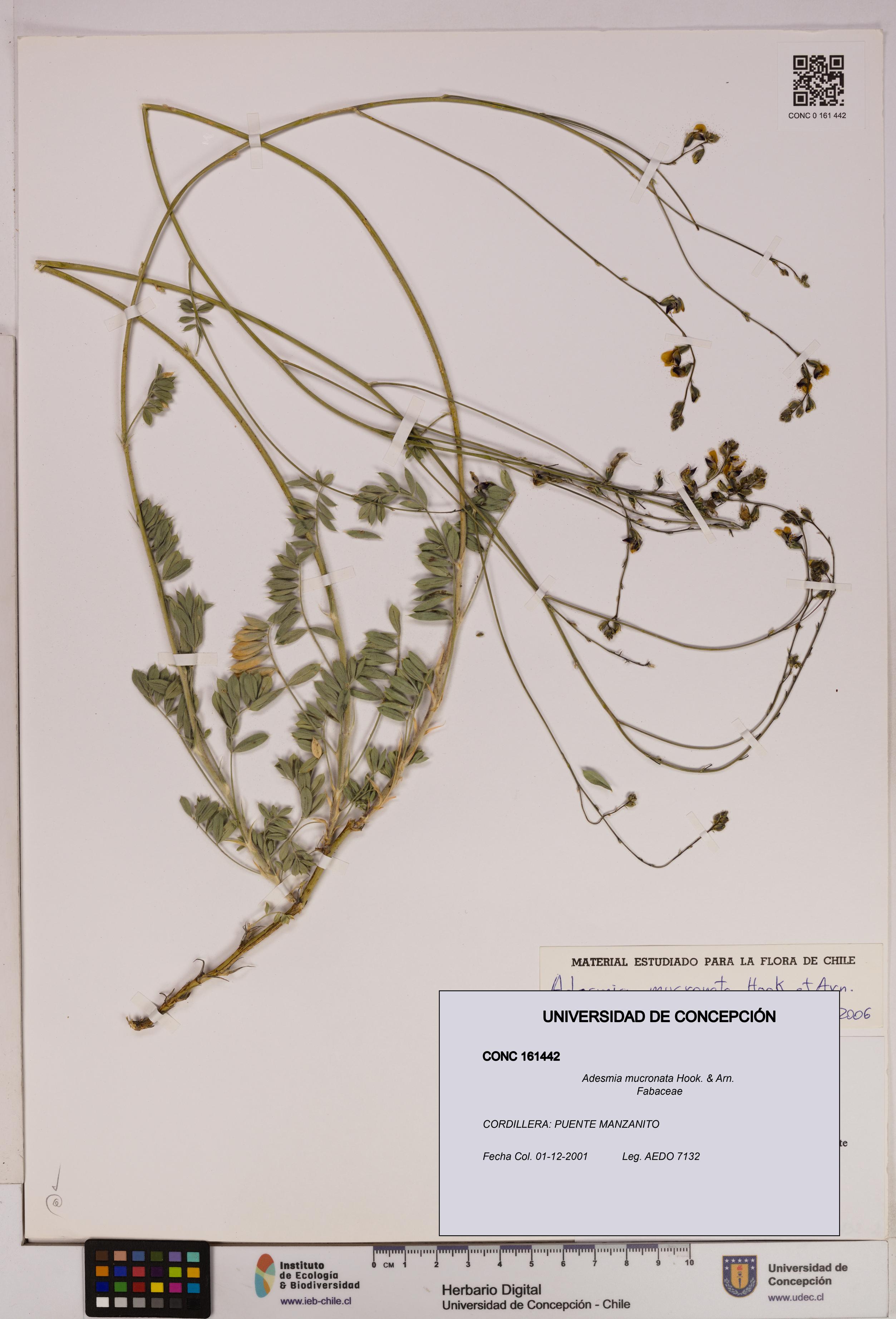 Adesmia mucronata [Espécimen: UDEC:CONC:0161442]
