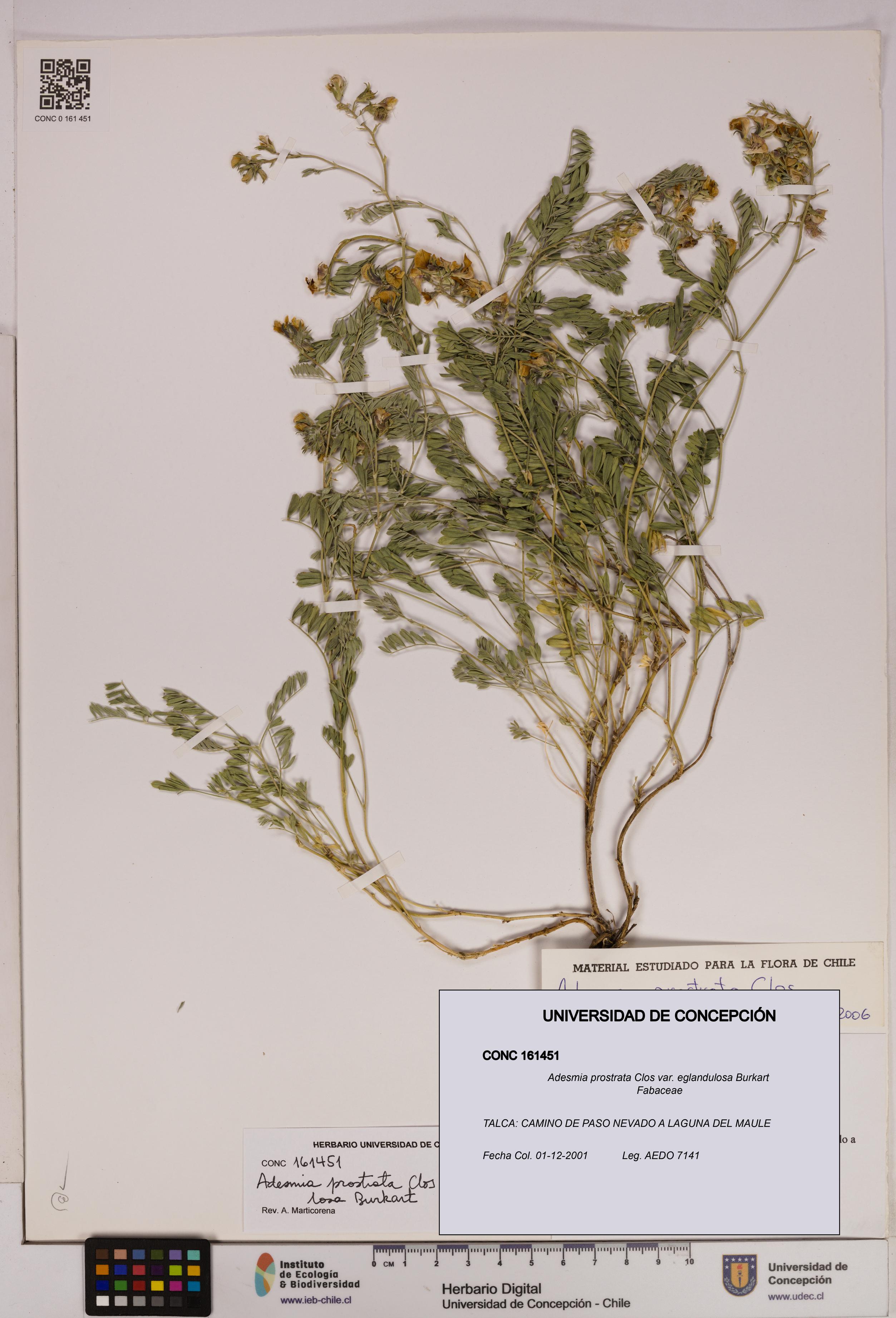 Adesmia prostrata var. eglandulosa [Espécimen: UDEC:CONC:0161451]