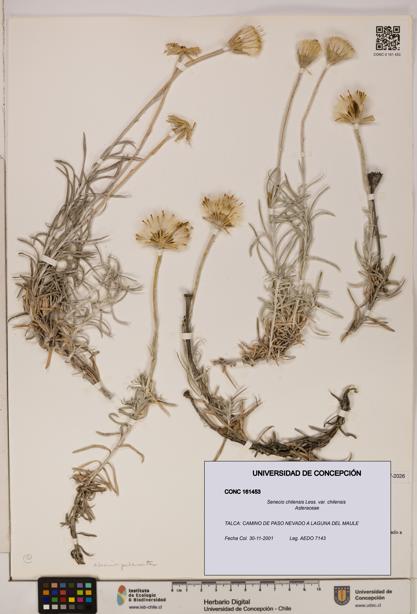 Senecio chilensis var. chilensis [Espécimen: UDEC:CONC:0161453]