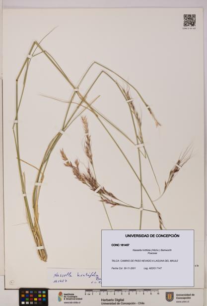Nassella hirtifolia [Espécimen: UDEC:CONC:0161457]