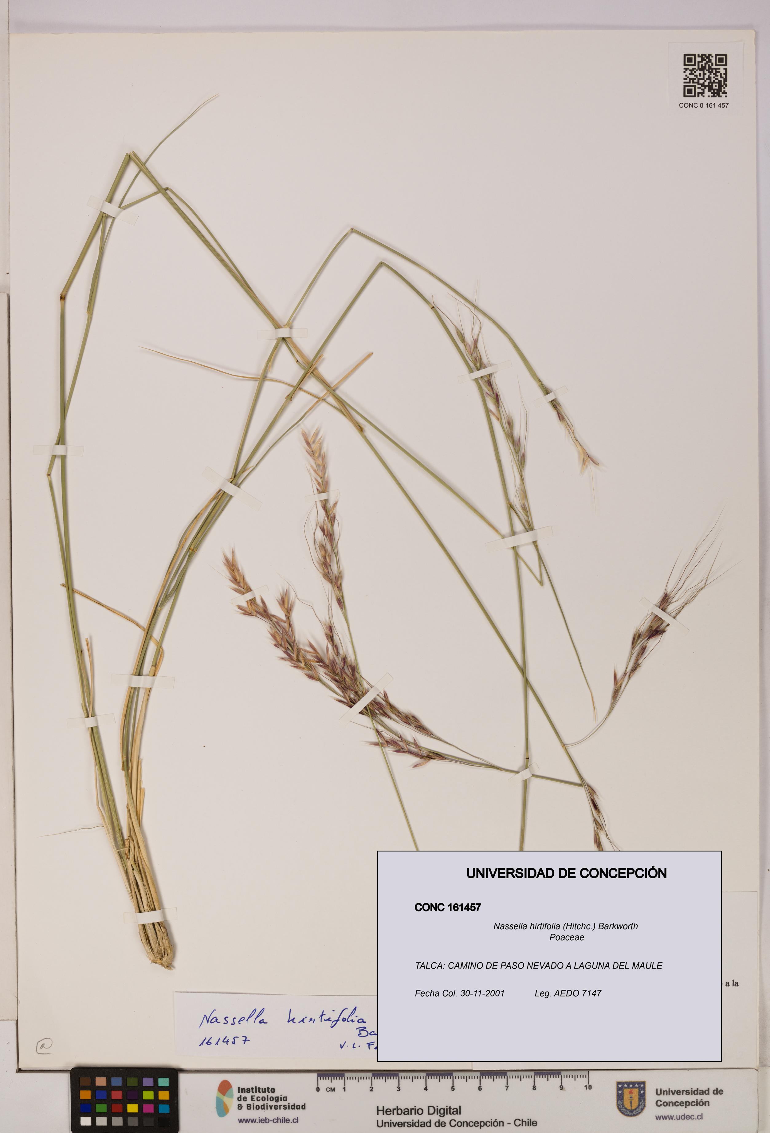 Nassella hirtifolia [Espécimen: UDEC:CONC:0161457]