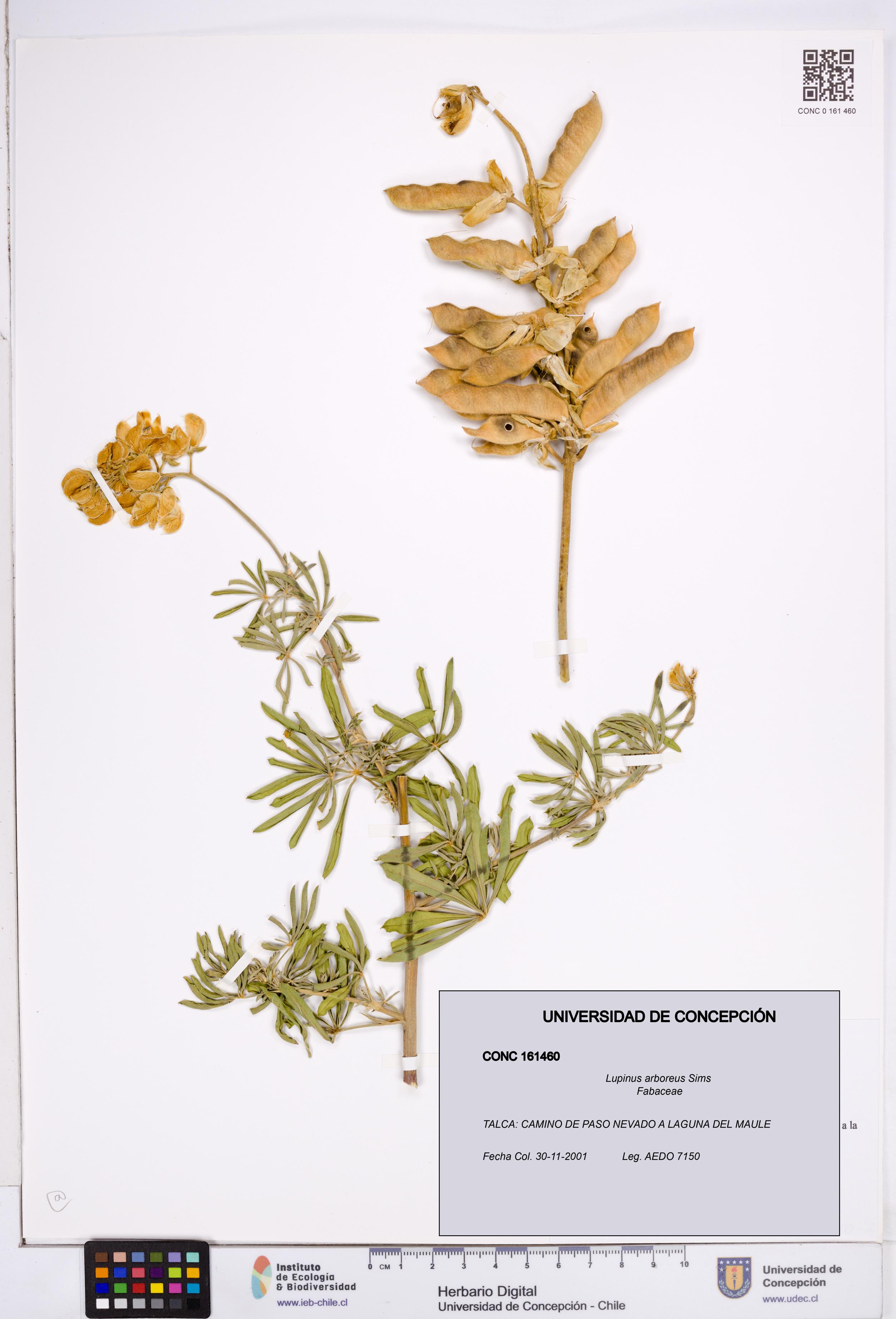 Lupinus arboreus [Espécimen: ]