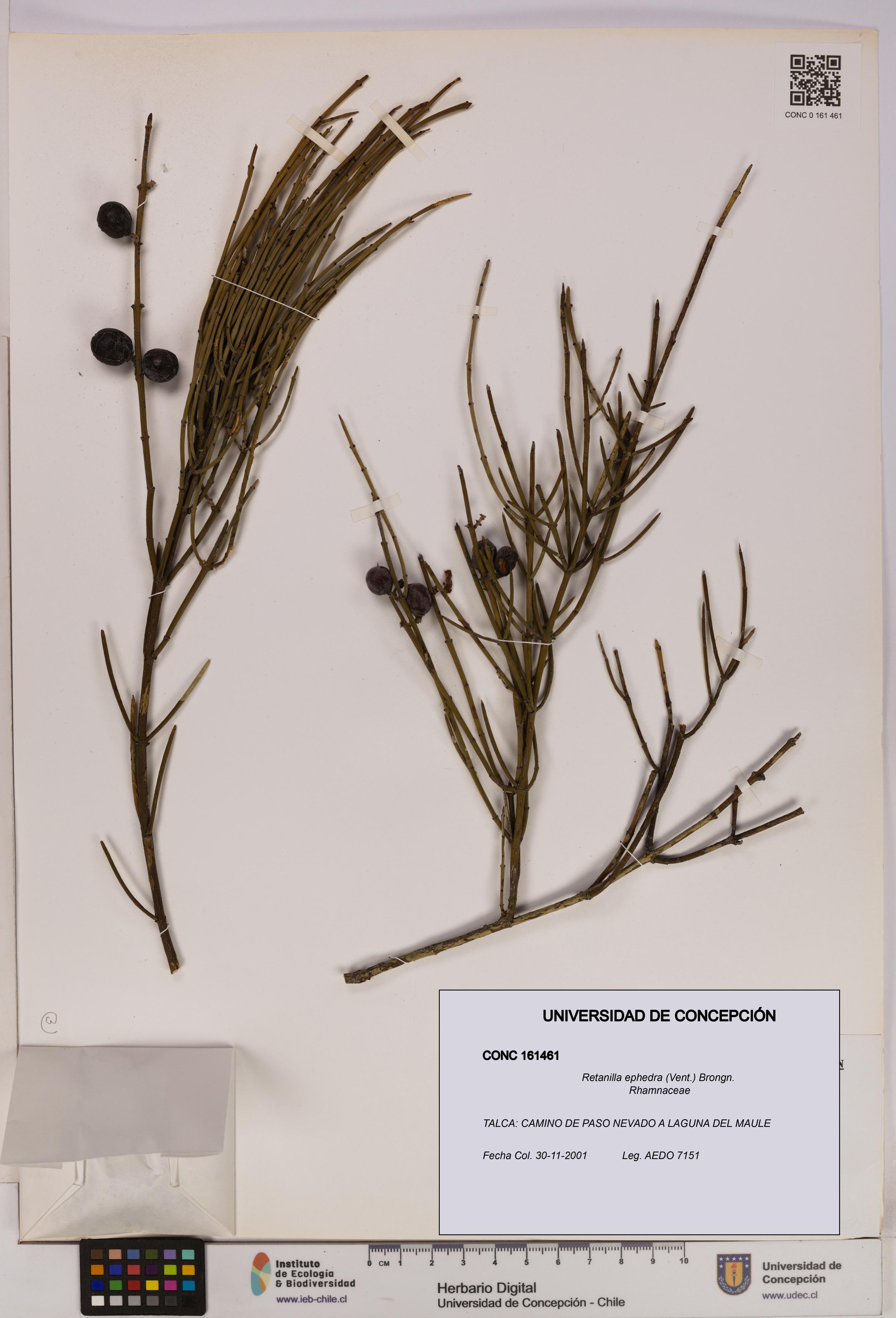 Retanilla ephedra [Espécimen: UDEC:CONC:0161461]