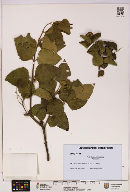 Podanthus ovatifolius [Espécimen: ]