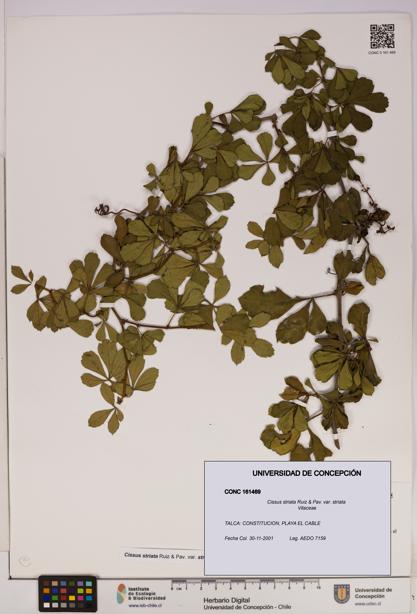 Cissus striata var. striata [Espécimen: UDEC:CONC:0161469]