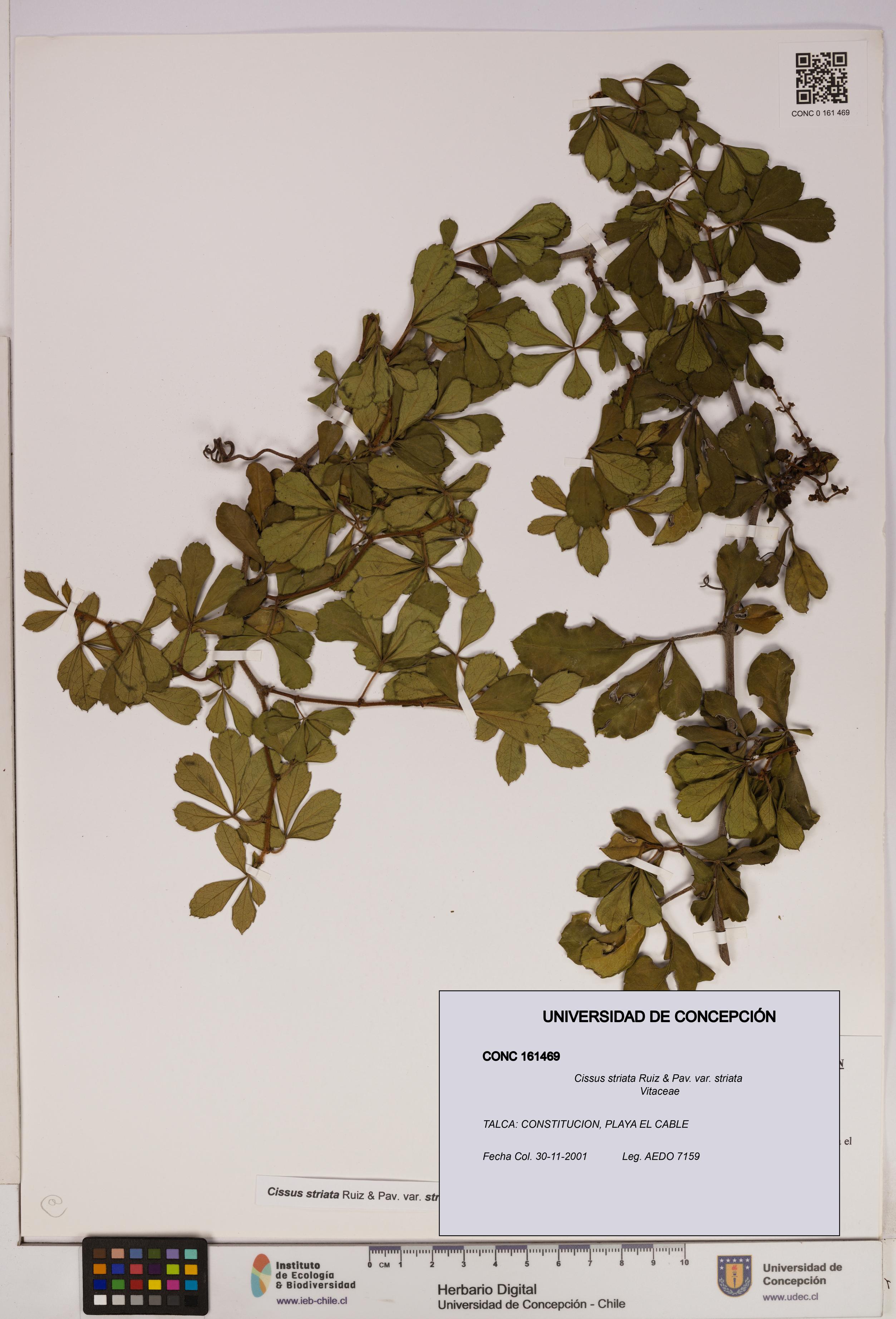 Cissus striata var. striata [Espécimen: UDEC:CONC:0161469]