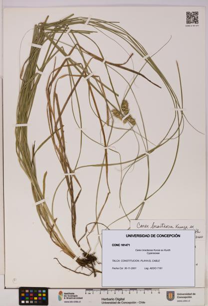 Carex bracteosa [Espécimen: UDEC:CONC:0161471]